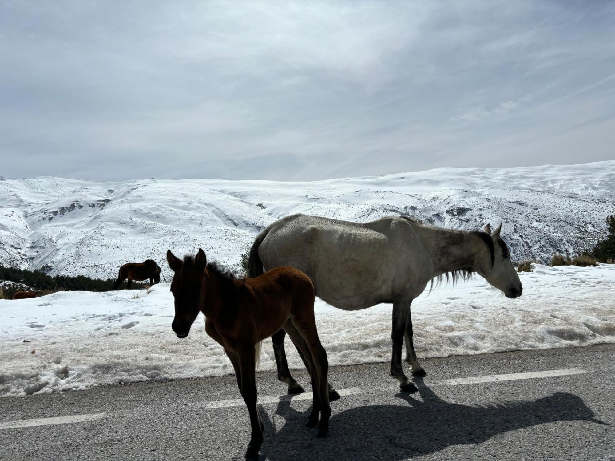 Biznaga Nevada Daire Granada Dış mekan fotoğraf