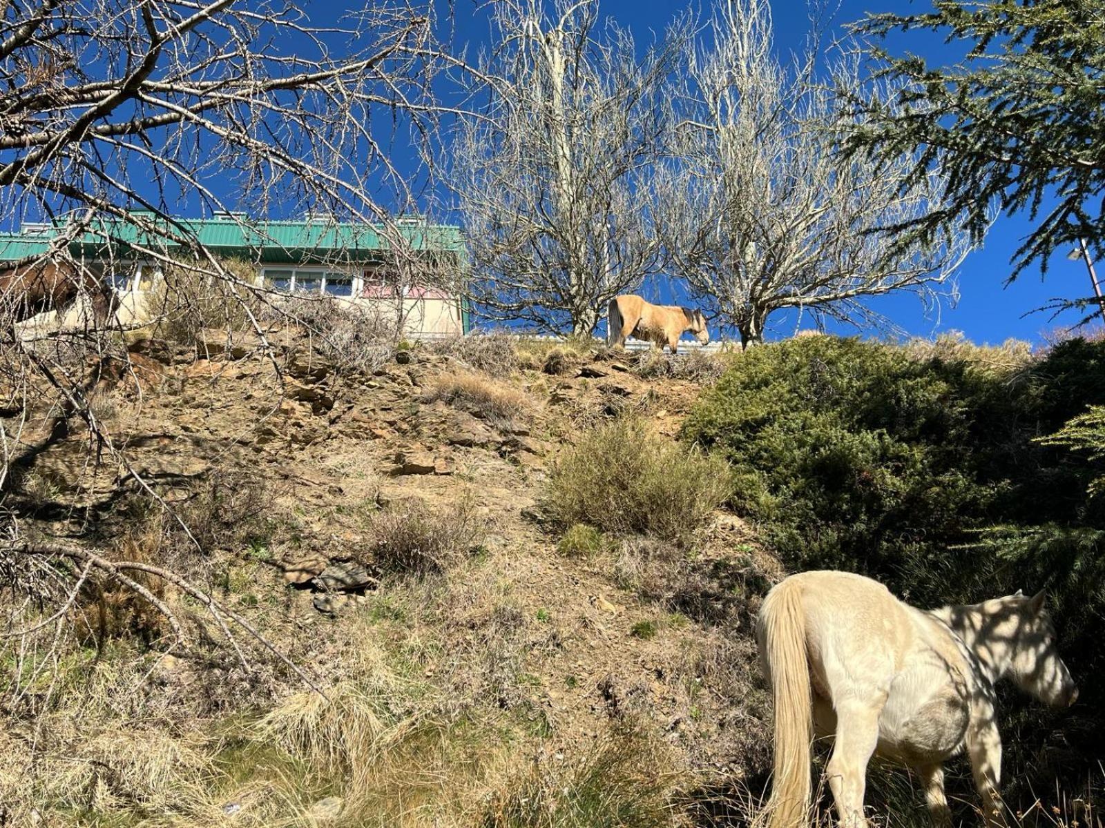 Biznaga Nevada Daire Granada Dış mekan fotoğraf